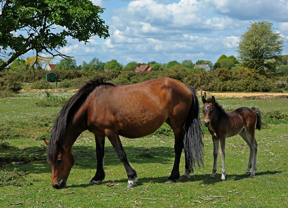 Spring Pony Mother and Foal, Janesmoor